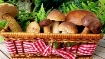 Грибний сезон: як відрізнити їстівні гриби від отруйних | Гадяч.City